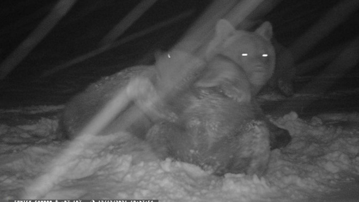 Wprawdzie w górach od kilku dni panują zimowe warunki, ale niektóre  niedźwiedzie wciąż są aktywne i spotykane na leśnych drogach.