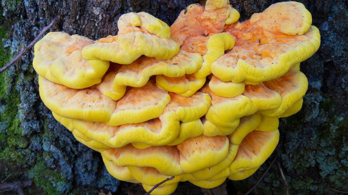 Żółciak siarkowy nazywany jest "leśnym kurczakiem"