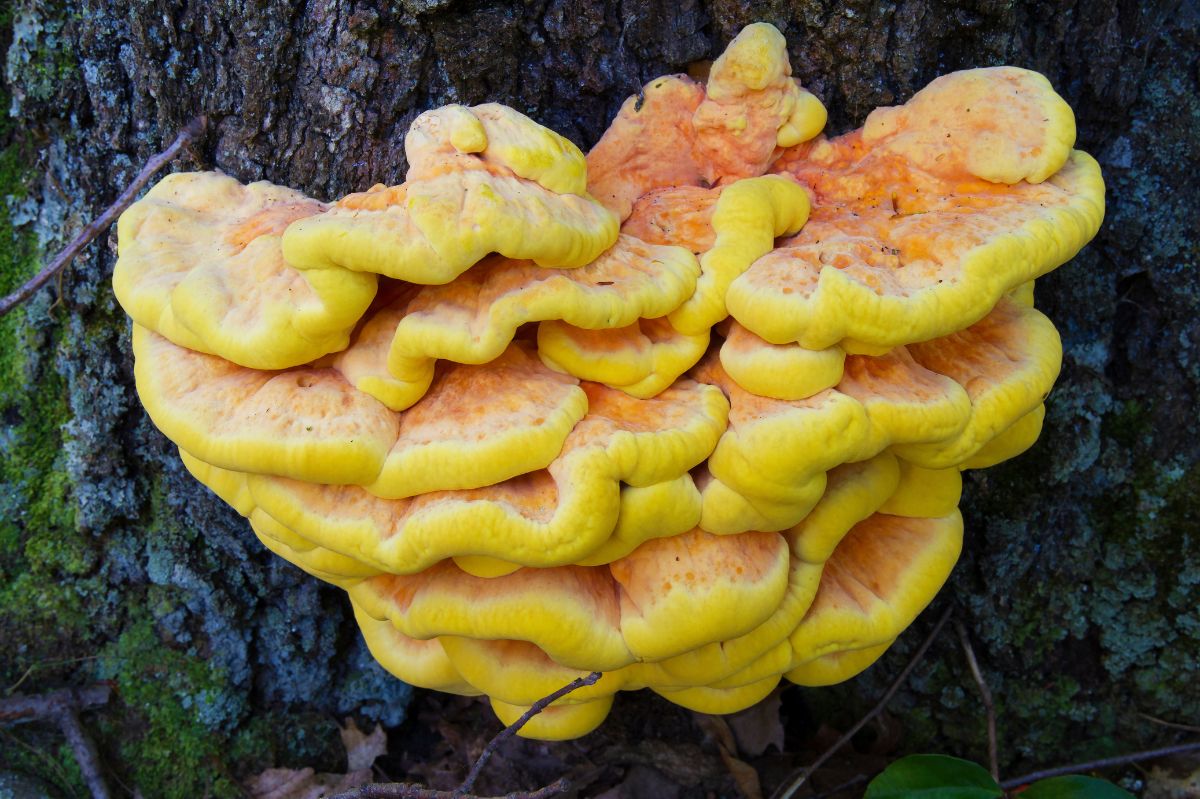 Sulphur polypore is called the "chicken of the woods".