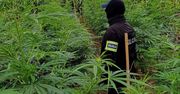 Podkarpackie: Nielegalna plantacja konopi indyjskich. Zabezpieczono ponad 300 krzewów