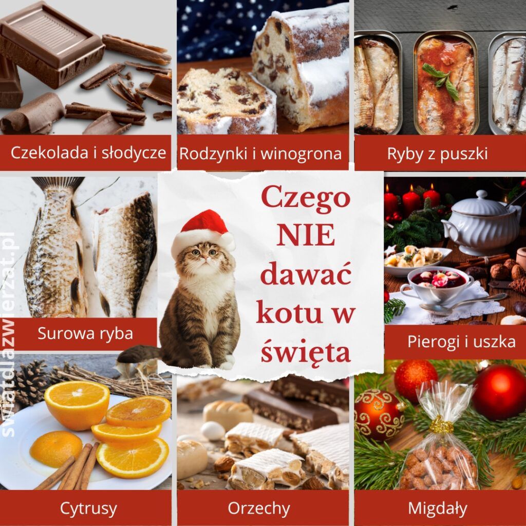 Czego NIE dawać kotu w święta