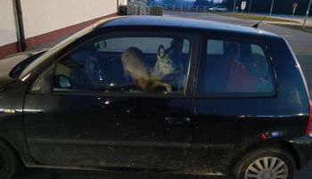 To nie fotomontaż. Z daleka było widać, kto jest w aucie