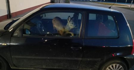 To nie fotomontaż. Z daleka było widać, kto jest w aucie
