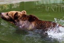 USA. Niedźwiedź pływał z pojemnikiem na głowie. Uratowała go wędkująca rodzina