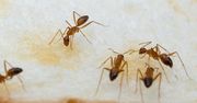 Plaga szalonych mrówek w Australii. Plują kwasem i zabijają zwierzęta