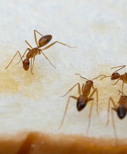 Plaga szalonych mrówek w Australii. Plują kwasem i zabijają zwierzęta
