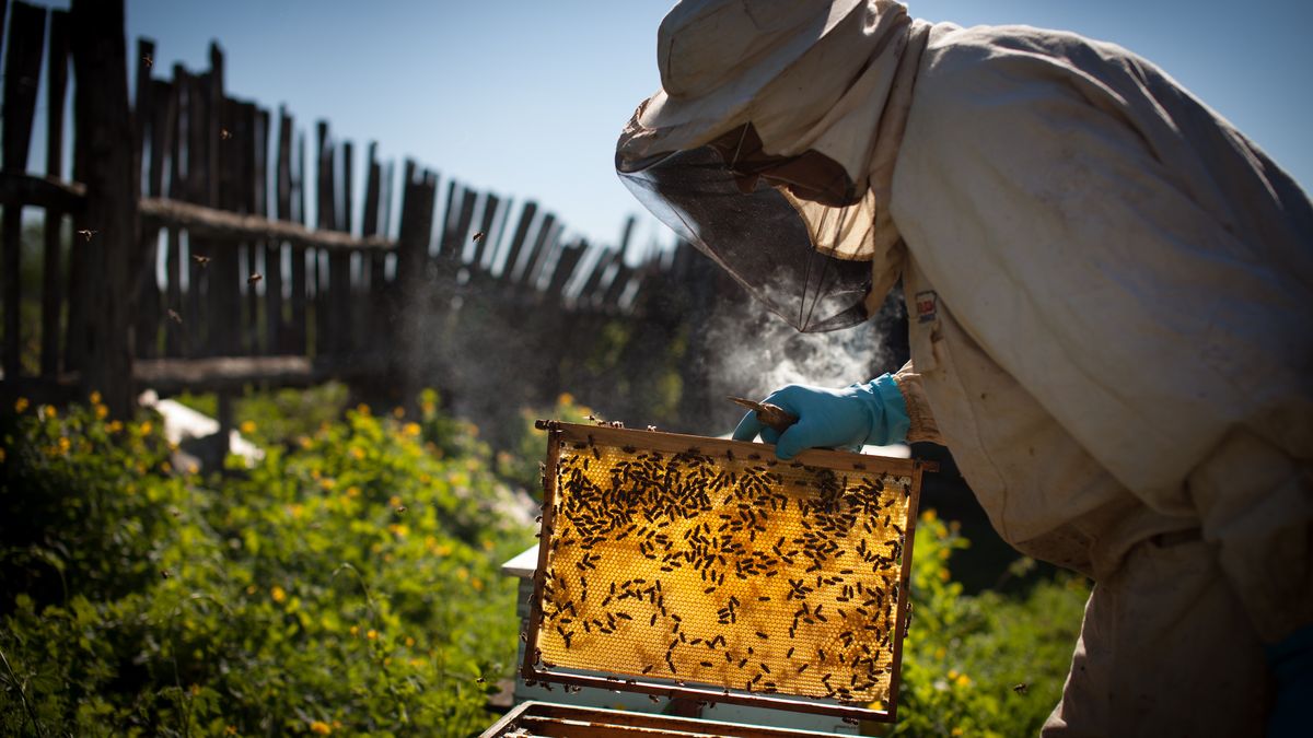 20 maja obchodzony jest Światowy Dzień Pszczół