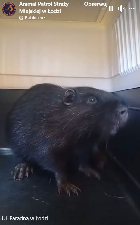 Nutria zadomowiła się w jednej z łódzkich Biedronek