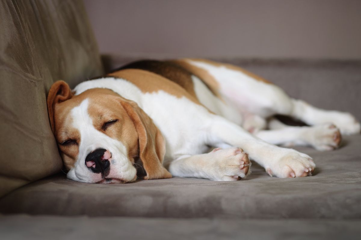 Pies szczeka podczas snu? To oznacza tylko jedno