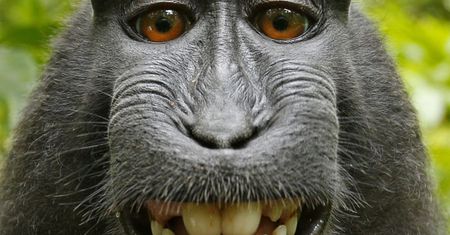 Sprawa "małpiego selfie" zakończona? Makakowi nie przysługują prawa autorskie