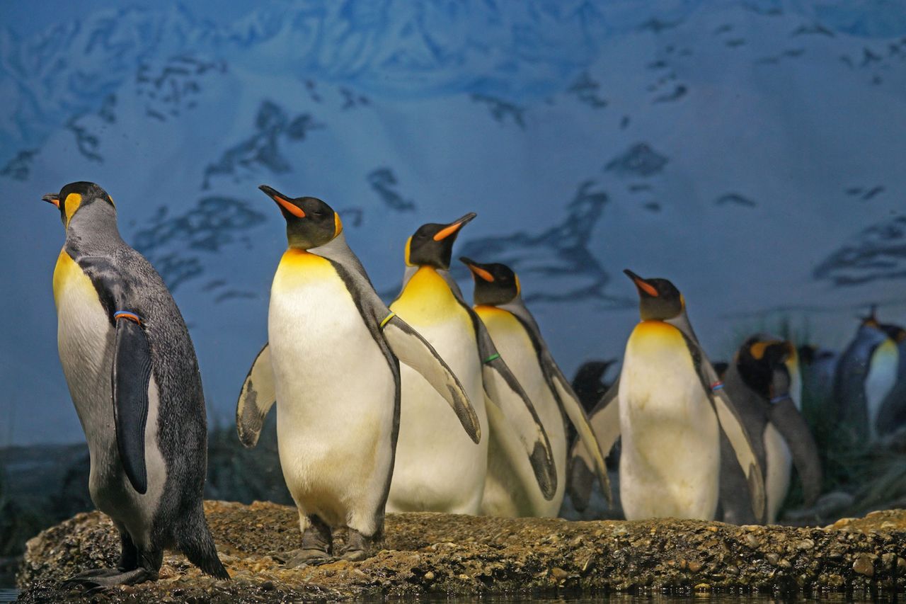 Linux 4.14 LTS dostępny – pierwsze wydanie z sześcioletnim wsparciem