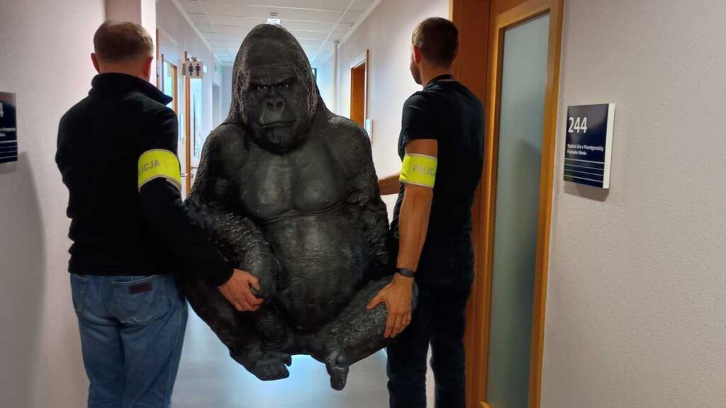 Płock: Policjanci odzyskali "uprowadzonego" goryla. Przejechał w bagażniku 50 km