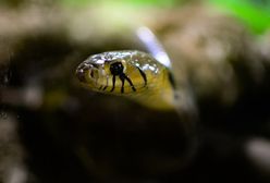 Відважне маля: дворічна дитина загризла отруйну змію