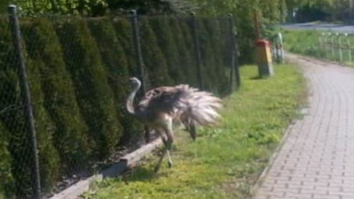Zaginiony struś. Ostatnio widziany był w miejscowości Jacków