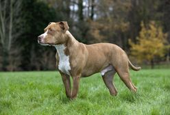 Przemyśl. Pitbulle śmiertelnie pogryzły 12-latka. Właściciel psów usłyszał zarzuty