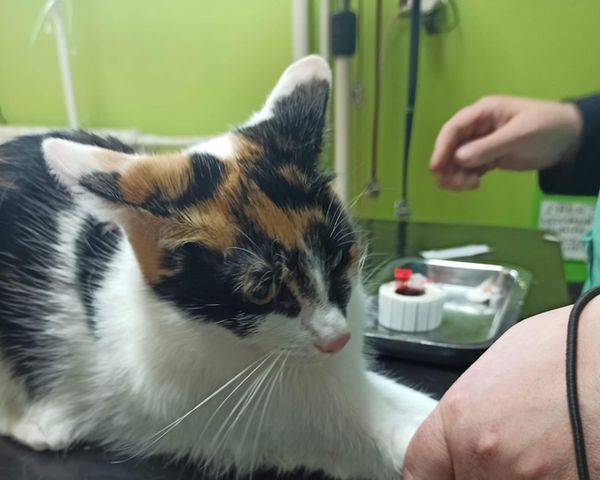 Inez cierpi na zakaźne zapalenie otrzewnej kotów