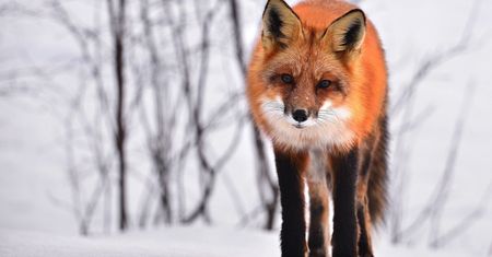 Mazowieckie. Wścieklizna koło Warszawy. Wyznaczono obszar zagrożenia