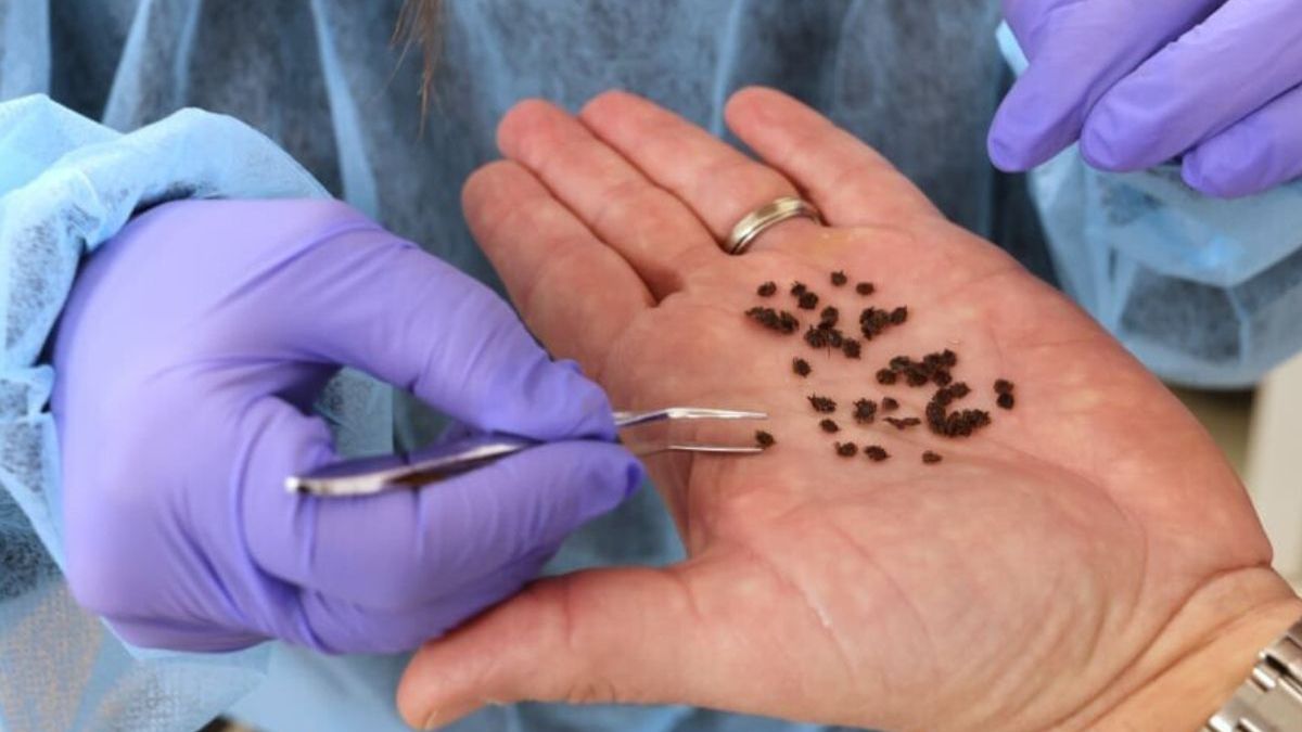 Egzotyczne kleszcze Hyalomma w Polsce