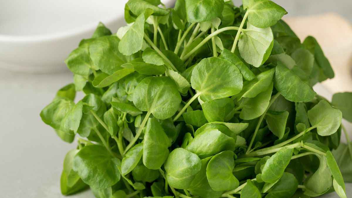 Świeżo zerwana rukiew wodna