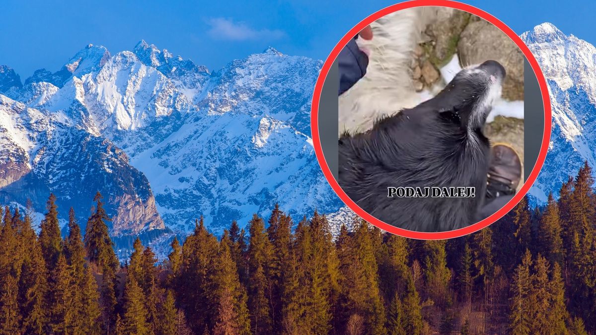 Suczka zgubiła się w Tatrach. Wierzą w siłę internetu