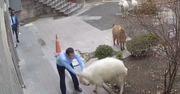 Turcja. Baran, koza i jagnięta sterroryzowały miasto