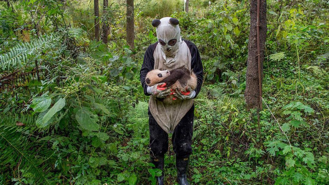Jak najlepiej sfotografować pandę? Będąc blisko i nosząc kostium pandy 1