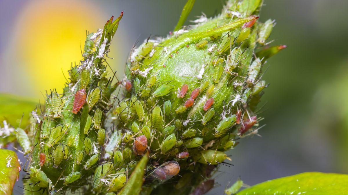 Closeup of aphids on a rose bud. Pests in the garden
Anton Petrus