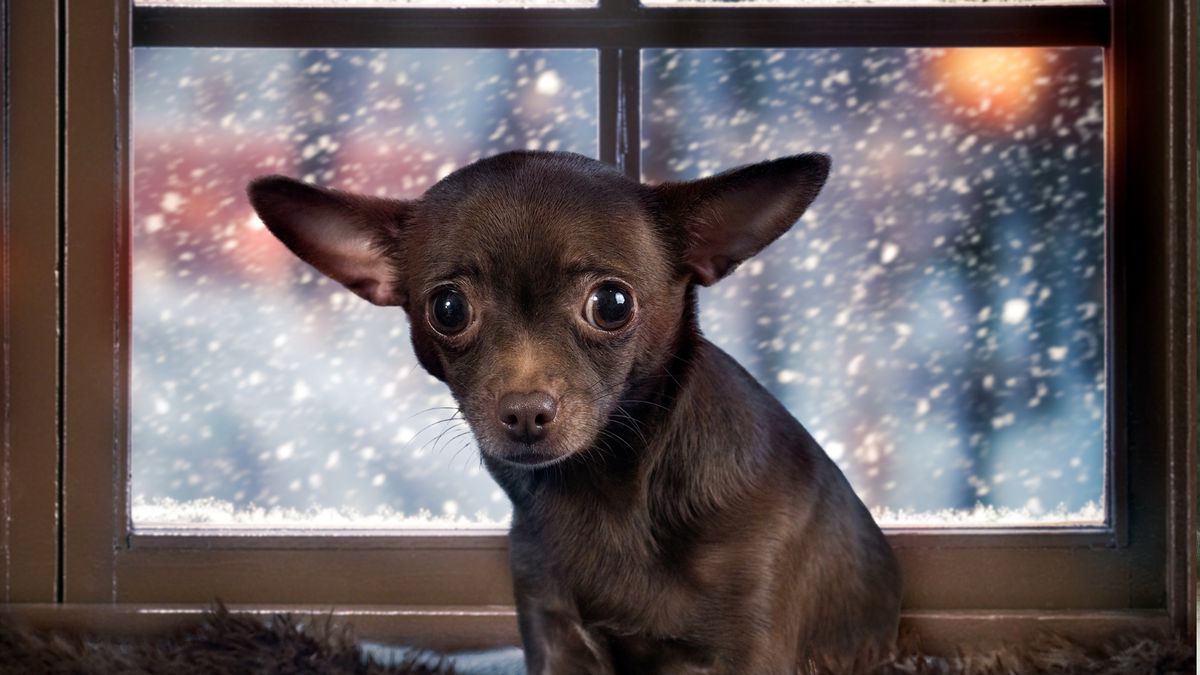 Jak zadbać o psa w sylwestra? Co zrobić, żeby nie bał się wystrz