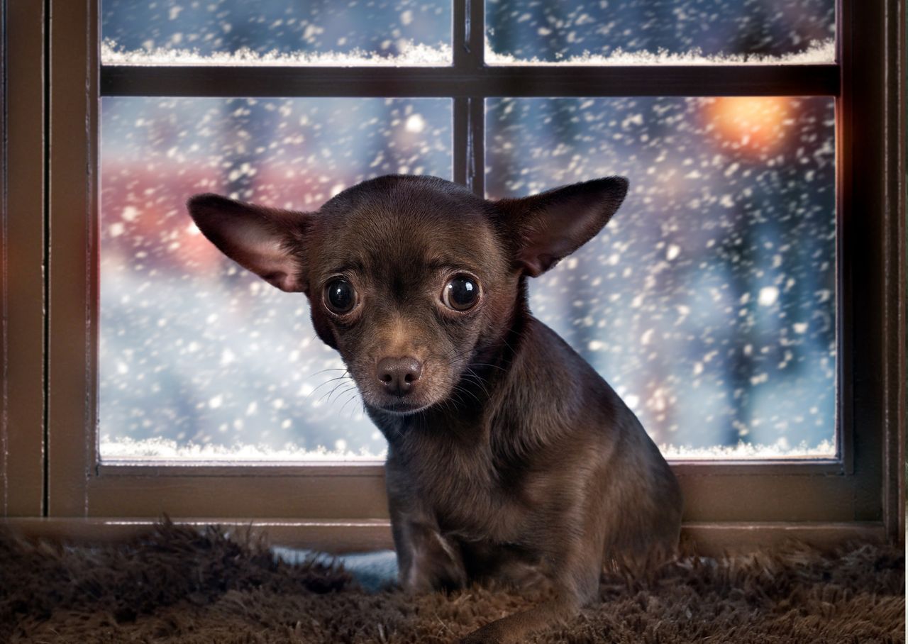 Jak zadbać o psa w sylwestra? Co zrobić, żeby nie bał się wystrzałów