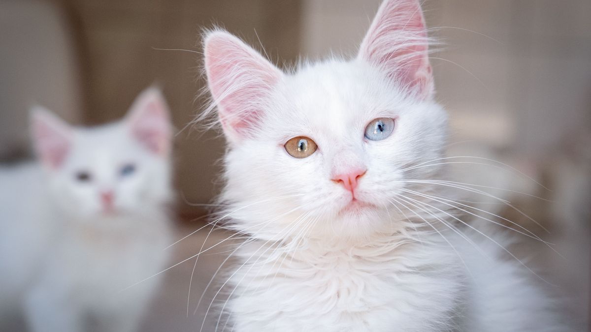 ANKARA, TURKIYE - AUGUST 06: A Turkish Angora is seen in Ankara, Turkiye on August 06, 2025, as International Cat Day, launched by the International Fund for Animal Welfare (IFAW) in 2002 and celebrated annually on August 8, raises awareness about cat protection through various events. Worldwide, efforts continue to protect endangered wild cat species and maintain genetic purity in domestic breeds through controlled breeding programs. Among protected species is Turkiye's iconic Ankara (Turkish Angora) cat, known for its long, shiny fur and distinctive eye colors. The Ankara Cat Protection, Survival and Promotion Center at Ankara University Veterinary Faculty houses these cats in safe conditions, breeds them through careful pairing, and helps them find new homes. (Photo by Betul Abali/Anadolu via Getty Images)