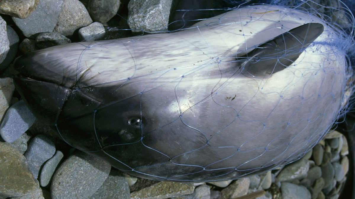 Morświn zaplątany w sieć rybacką.