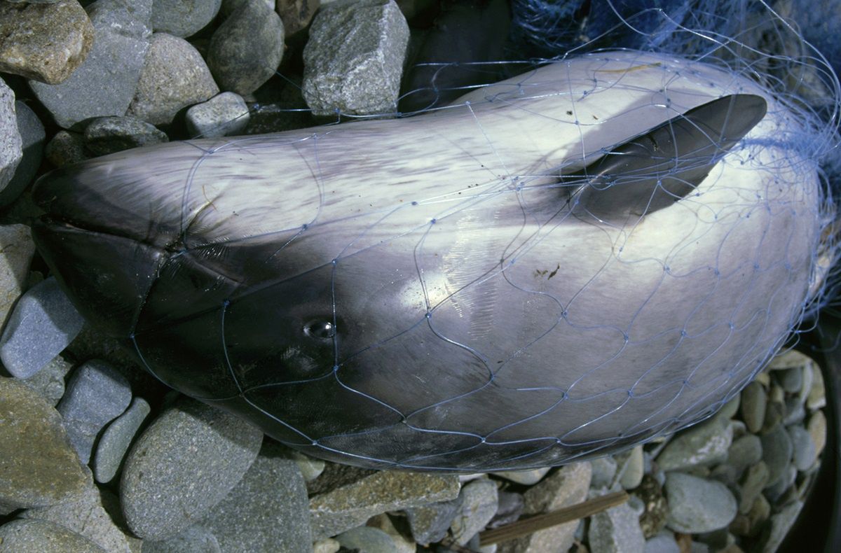 "Niemal zniknęły z Bałtyku". Zostało tylko 500 osobników. Alarmujące słowa