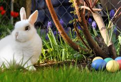 Wielkanoc 2021. Co oznaczają wielkanocne symbole?