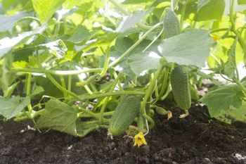 Kiedy siać ogórki na rozsadę? Ten błąd może pozbawić cię plonów