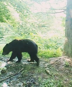 Niedźwiedź z Bieszczad wie, jak radzić sobie z upałem