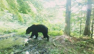 Niedźwiedź z Bieszczad wie, jak radzić sobie z upałem