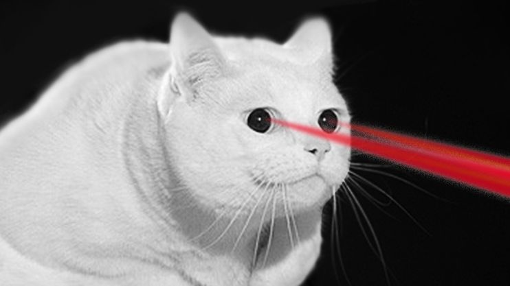 Nie tylko koty uwielbiają wskaźniki laserowe. Pingwiny, pająki i rybki też! 1