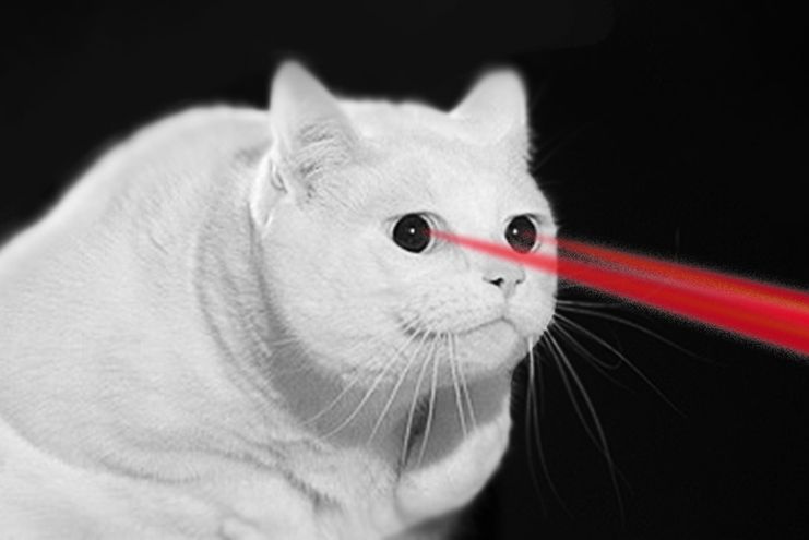 Nie tylko koty uwielbiają wskaźniki laserowe. Pingwiny, pająki i rybki też!