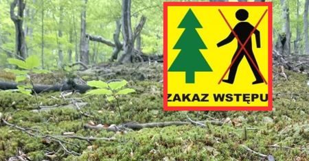 Zakaz wstępu do lasów na Podkarpaciu. Leśnicy tłumaczą decyzję