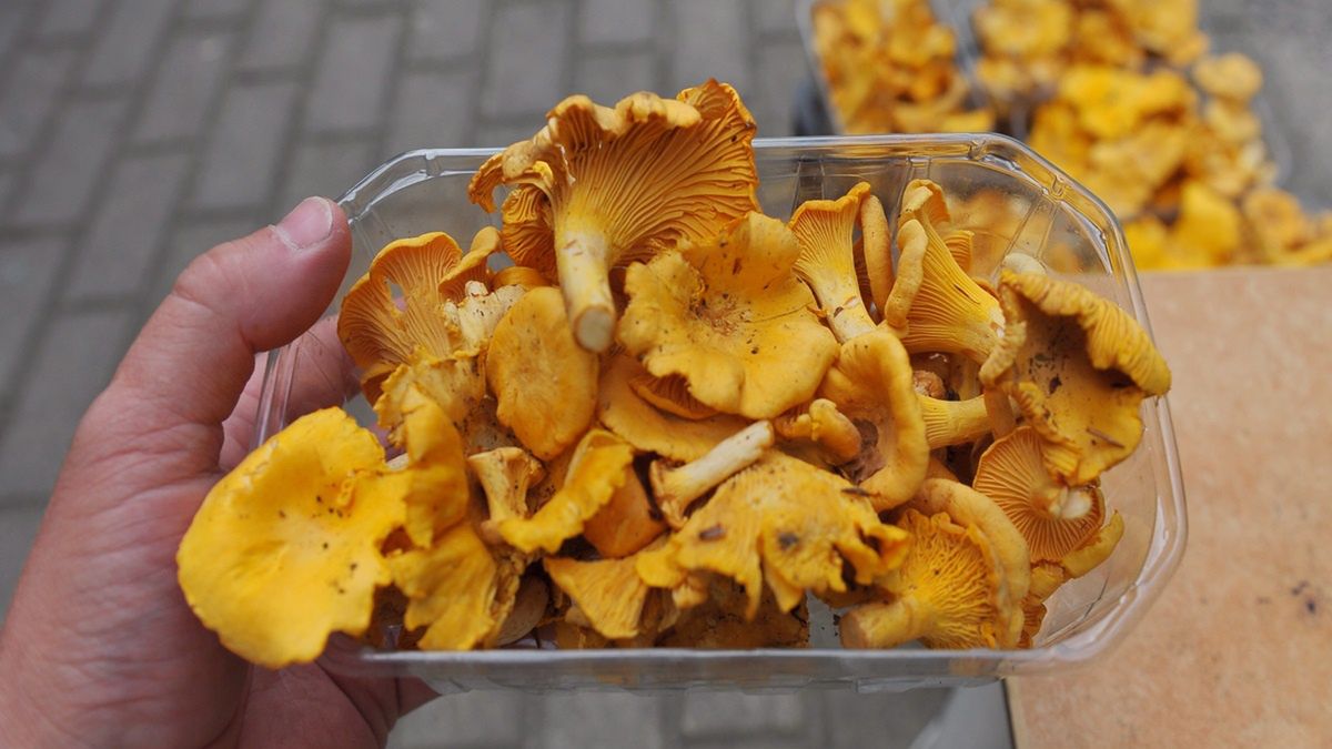 Kurki można zbierać w lesie nawet do listopada.