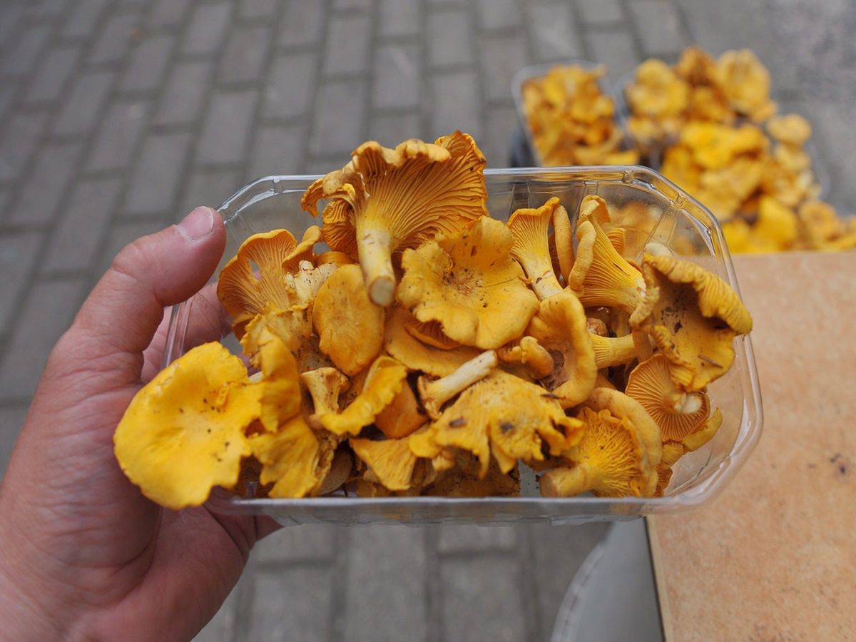 Sprzedaje kurki przy drodze. Tyle kosztują te grzyby