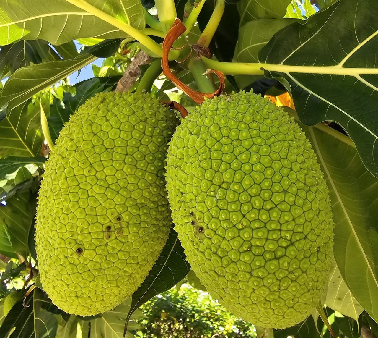 Durian to owoc o charakterystycznym zapachu