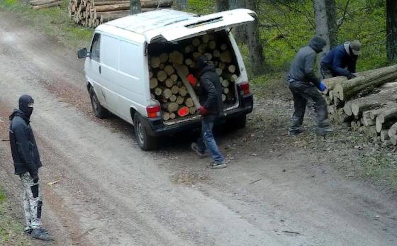 Wystarczyło kilka minut. Leśnicy pokazali zdjęcia. Wszystko się nagrało