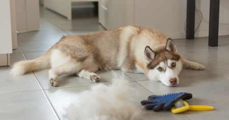 Usuwanie sierści w praniu. Kilka przydatnych porad