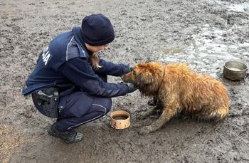 Właściciel zmarł, pies został na łańcuchu. "Zwierzę było ubłocone"