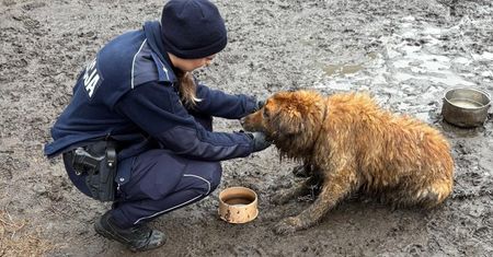 Właściciel zmarł, pies został na łańcuchu. "Zwierzę było ubłocone"