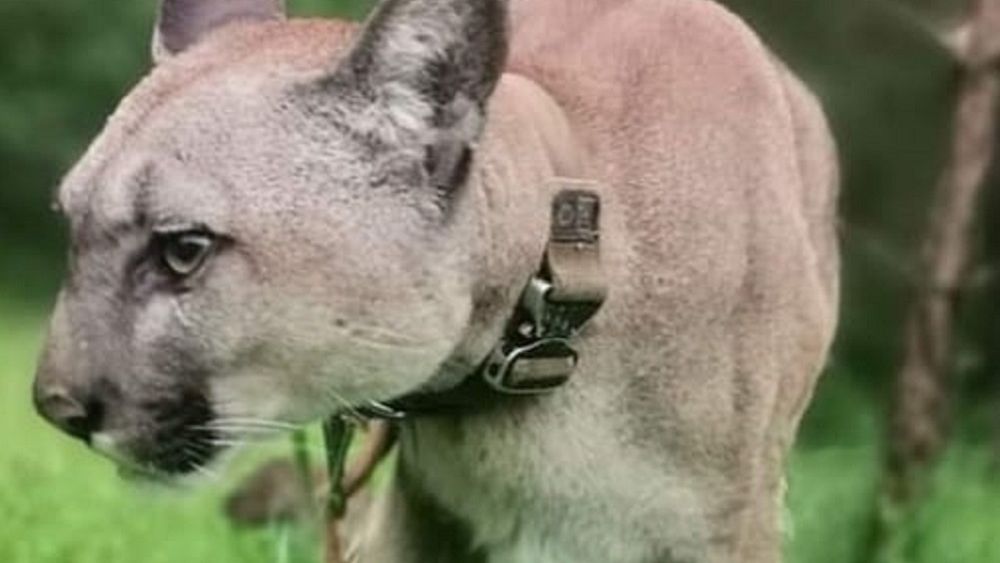 Puma trafiła do zoo w Chorzowie