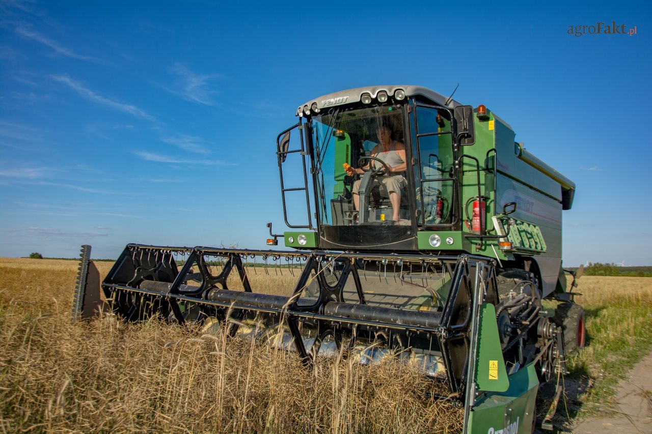 Ceny skupu rzepaku spadają. Rolnicy liczą straty