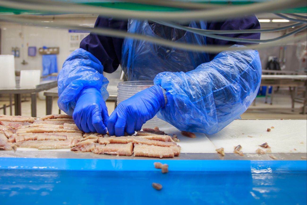 Upada znana niemiecka firma rybna. Pogrążyła ją bakteria