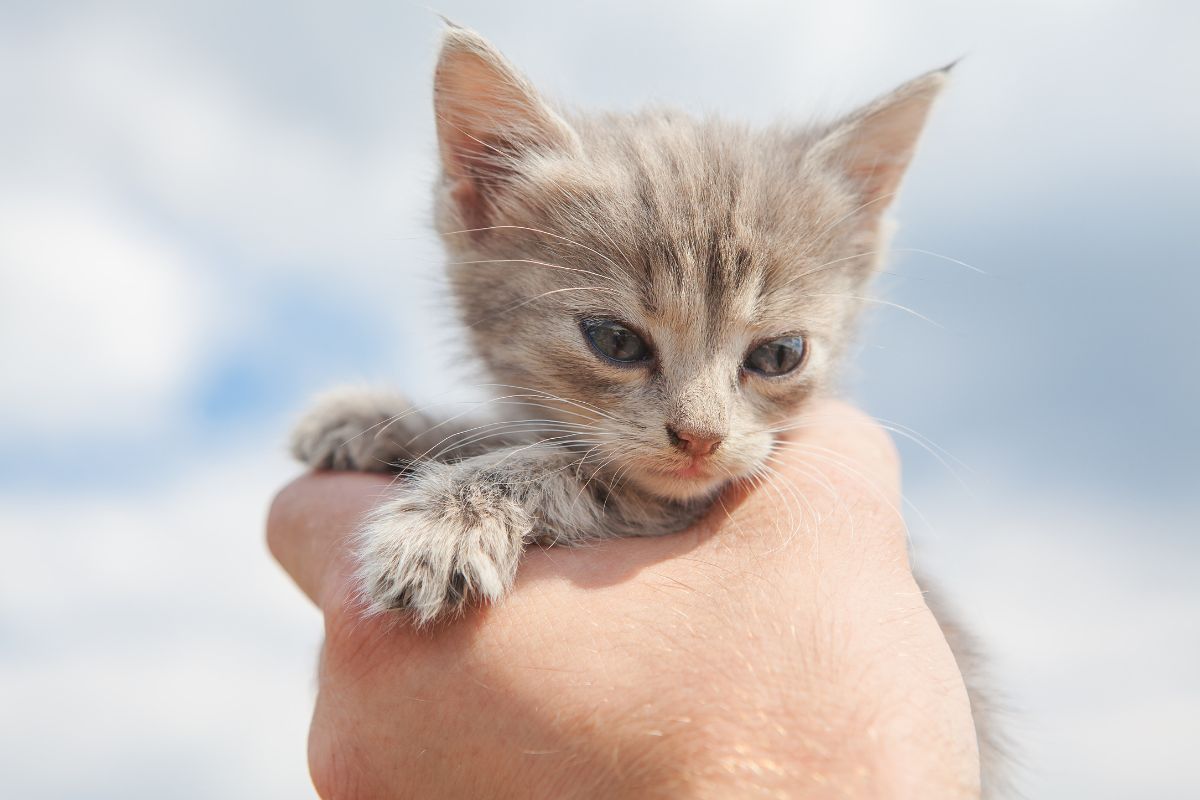 Opieka nad kociętami — jak opiekować się kociakami?